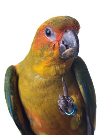 Téléchargez les photos : Head shot of sun conure parrot is eatting seed of sun flower isolated on white background - en image libre de droit