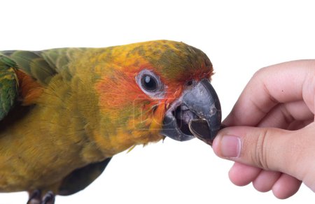 Téléchargez les photos : Tête de perroquet soleillé isolé sur fond blanc, nourrir à la main les graines de tournesol à l'oiseau - en image libre de droit