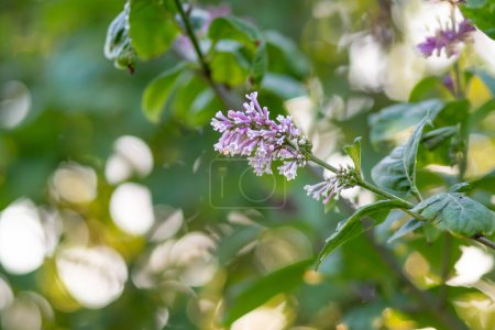 Photo for Growing lilac - Syringa with soft bokeh - Royalty Free Image