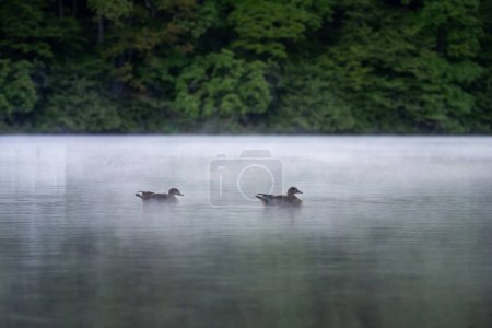 Photo for 2 Egyptian geese in the fog on a lake - Royalty Free Image