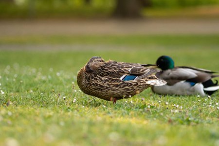 Photo for A duck sits in a meadow and rests - Royalty Free Image