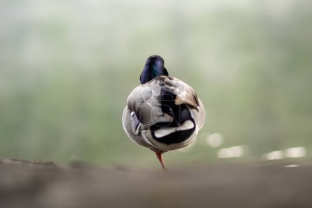 Photo for Duck stands on one leg - photographed from behind - Royalty Free Image