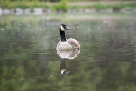 Photo for Branta canadensis - Canada goose in the water with great reflection - Royalty Free Image