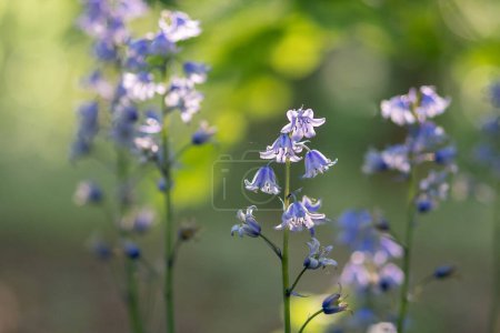 Photo for Hyacinthoides - purple flowers of a harebell plant - Royalty Free Image