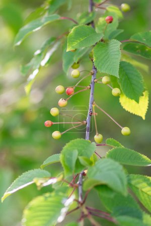 Photo for Prunus avium - branch with cherries of a bird cherry tree - Royalty Free Image