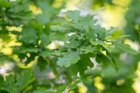 Photo for Oak tree leaves - detail shot with green-yellow bokeh - Royalty Free Image