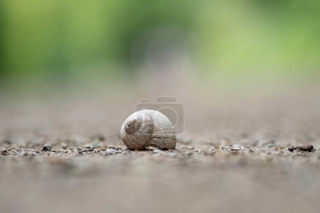 Photo for Close-up of an old snail house - Royalty Free Image
