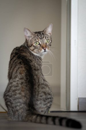 Photo for Cat sits with his back to the camera and looks back - Royalty Free Image