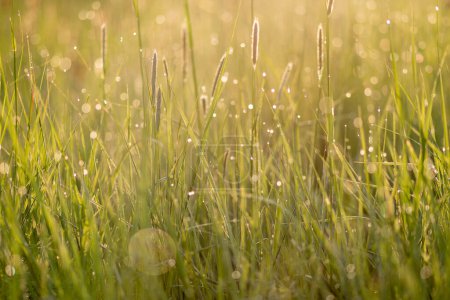 Photo for Lush green meadow with dew - glittering meadow - green background - Royalty Free Image