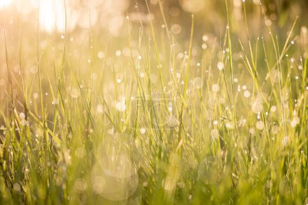 Photo for Lush green meadow with dew - glittering meadow - green background - Royalty Free Image
