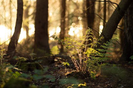 Photo for Fern plant is illuminated by sunlight in the forest - forest bokeh - Royalty Free Image