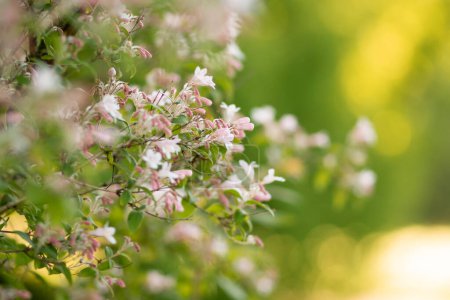 Photo for Kolkwitzia flowers highlighted with soft nature bokeh - Royalty Free Image