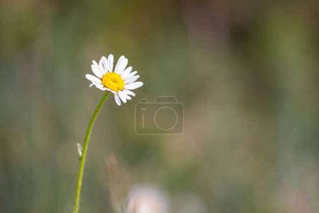 Photo for Wildflowers in a meadow - daisies on green grass background - Royalty Free Image