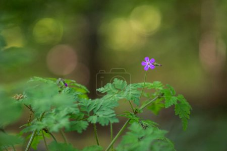 Photo for Small purple flower in green forest - Royalty Free Image