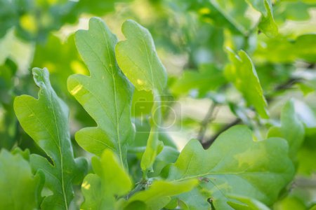 Photo for Lush green oak tree leaves. Close-up of green leaves - Royalty Free Image