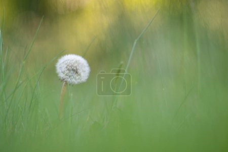 Photo for Dandelion isolated against a green nature background - Royalty Free Image
