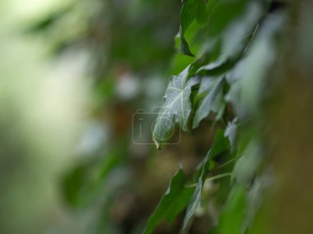 Photo for Detail shot of wild ivy growing - Royalty Free Image