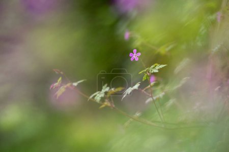 Photo for Geranium robertianum flower - isolated with a soft nature background - Royalty Free Image