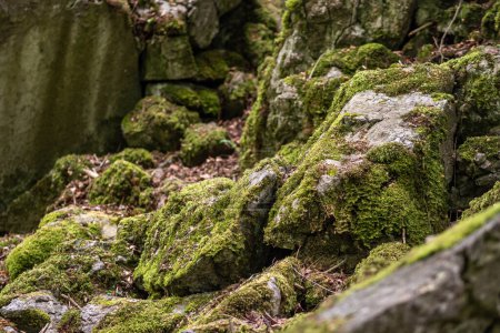 Photo for Rocks covered with moss - rock formations - Royalty Free Image