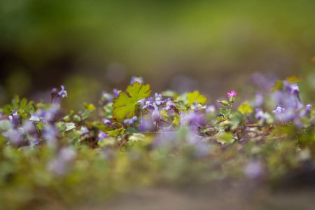 Photo for Purple mini flowers - unfocused - nature background - Royalty Free Image