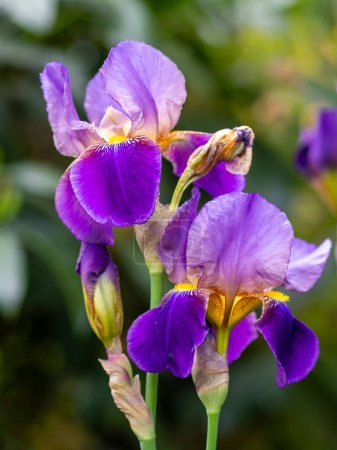 Photo for Detailed shot of 2 flowers of an iris - Royalty Free Image