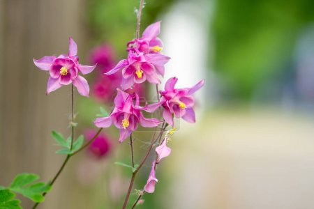 Photo for Columbine Plant - Colorful Flower with Soft Bokeh - Royalty Free Image