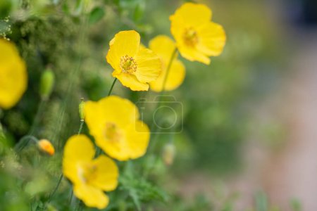 Photo for Bright yellow forest poppy with soft bokeh - Meconopsis cambrica - Royalty Free Image