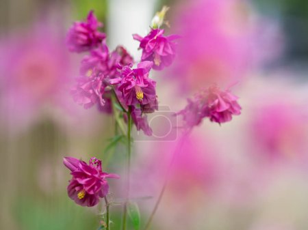 Photo for Columbine Plant - Colorful Flower with Soft Bokeh - Royalty Free Image