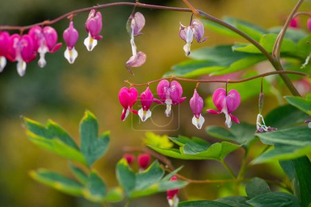 Photo for Weeping Heart - Dicentra spectabilis - Lamprocapnos Weeping Heart - Royalty Free Image