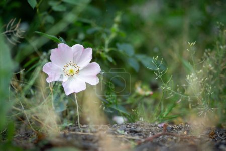 Photo for A rose plant surrounded by green weeds - Royalty Free Image