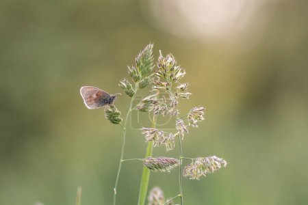 Photo for Coenonympha gardetta butterfly on meadow grass isolated with beautiful bokeh - Royalty Free Image