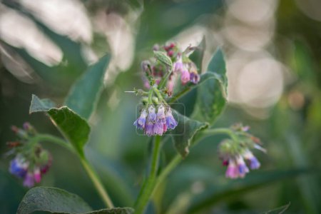 Photo for Beautiful pink purple flowers from a comfrey plant - Royalty Free Image