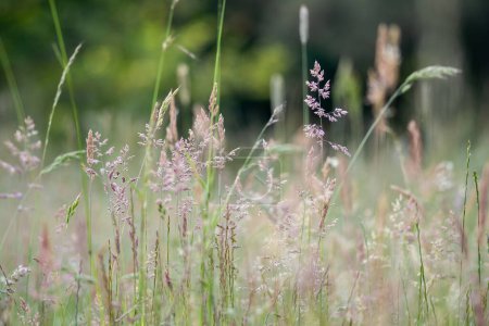 Photo for Nature image of different grasses - Royalty Free Image