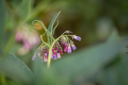 Photo for Beautiful pink purple flowers from a comfrey plant - Royalty Free Image