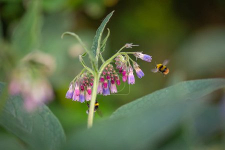 Photo for Beautiful pink purple flowers from a comfrey plant - with bumblebees - Royalty Free Image