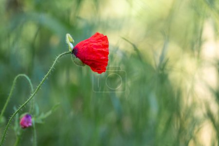 Photo for Bright red poppy against a green grass background - Royalty Free Image