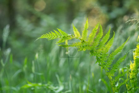 Photo for Ferns in sunlight in the forest - Royalty Free Image