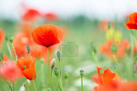 Photo for Poppy field - Nature background -Papaver rhoeas - Royalty Free Image