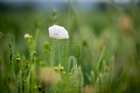 Photo for White poppy shines in the green meadow - Royalty Free Image