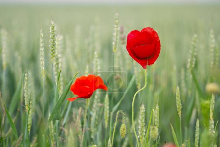 Photo for Bright red poppy with a cornfield background - Royalty Free Image