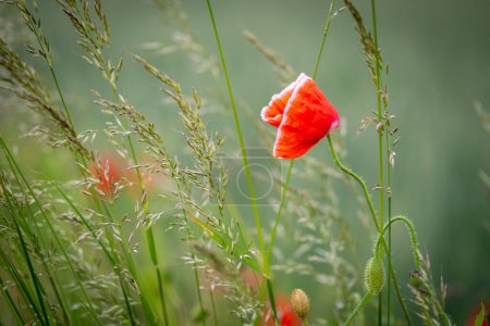 Photo for Poppy surrounded by tall grasses - Papaver rhoeas - Royalty Free Image
