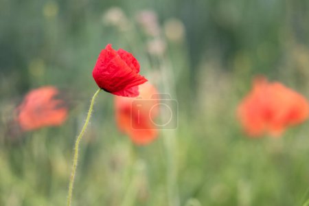 Photo for Red poppy with beautiful nature bokeh -Papaver rhoeas - Royalty Free Image