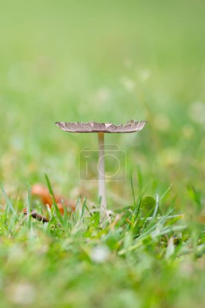 Photo for A small mushroom - isolated in a meadow - Royalty Free Image