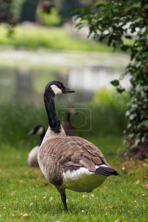 Photo for Canada goose stands on one leg and looks back - Royalty Free Image