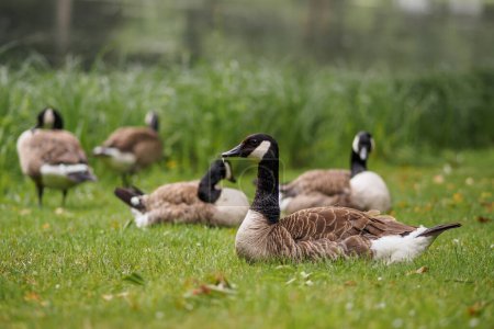 Photo for Canada goose lies in a meadow -Branta canadensis - Royalty Free Image