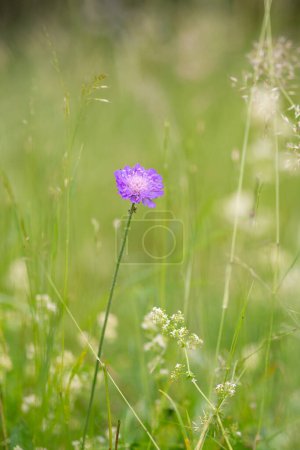 Photo for Small purple flower shines in the green meadow - Royalty Free Image