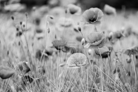 Photo for Black and white shot of a poppy field - Papaver rhoeas - Royalty Free Image