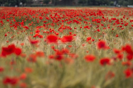 Photo for Red poppies - Papaver rhoeas field - Royalty Free Image