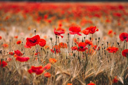 Photo for Red poppies - Papaver rhoeas field - Royalty Free Image