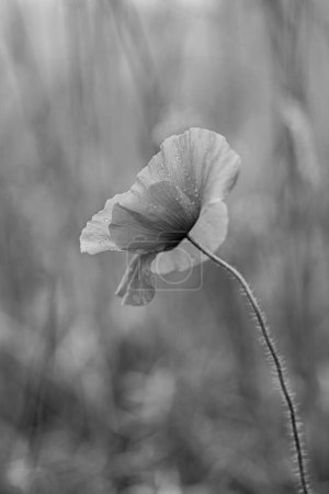 Photo for Black and white portrait of a corn poppy flower - Royalty Free Image